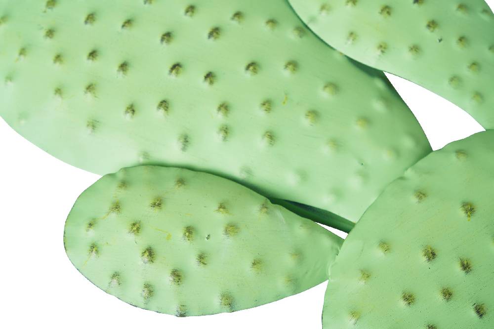 Novità Home Decor cactus rotondo Italia