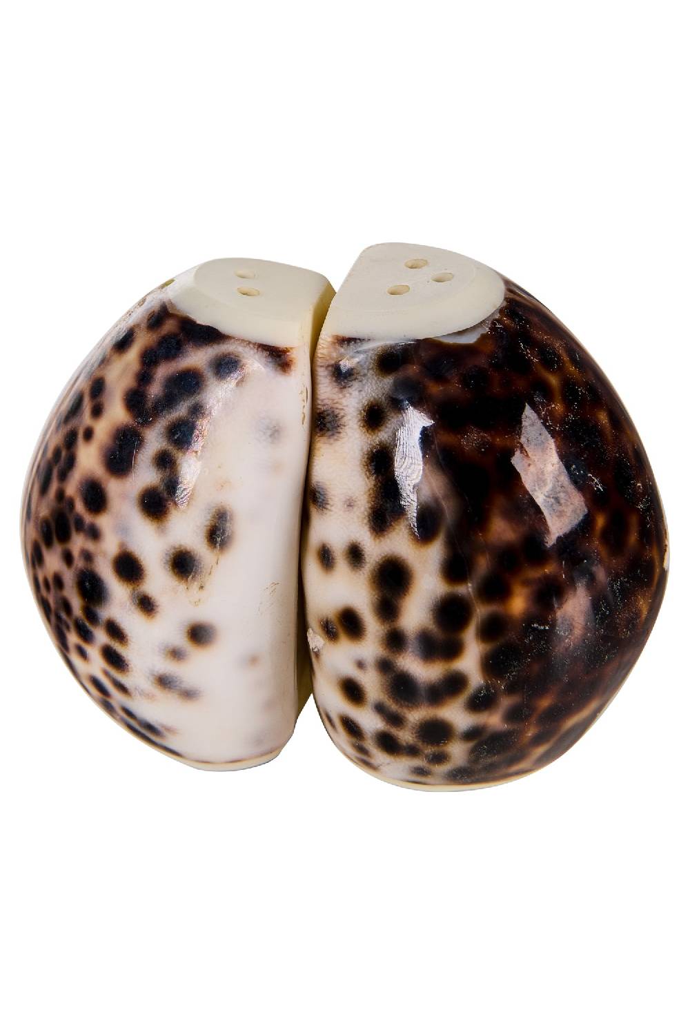 Novità Home Spotted Shells - Sale E Pepe Sostegno trimestrale