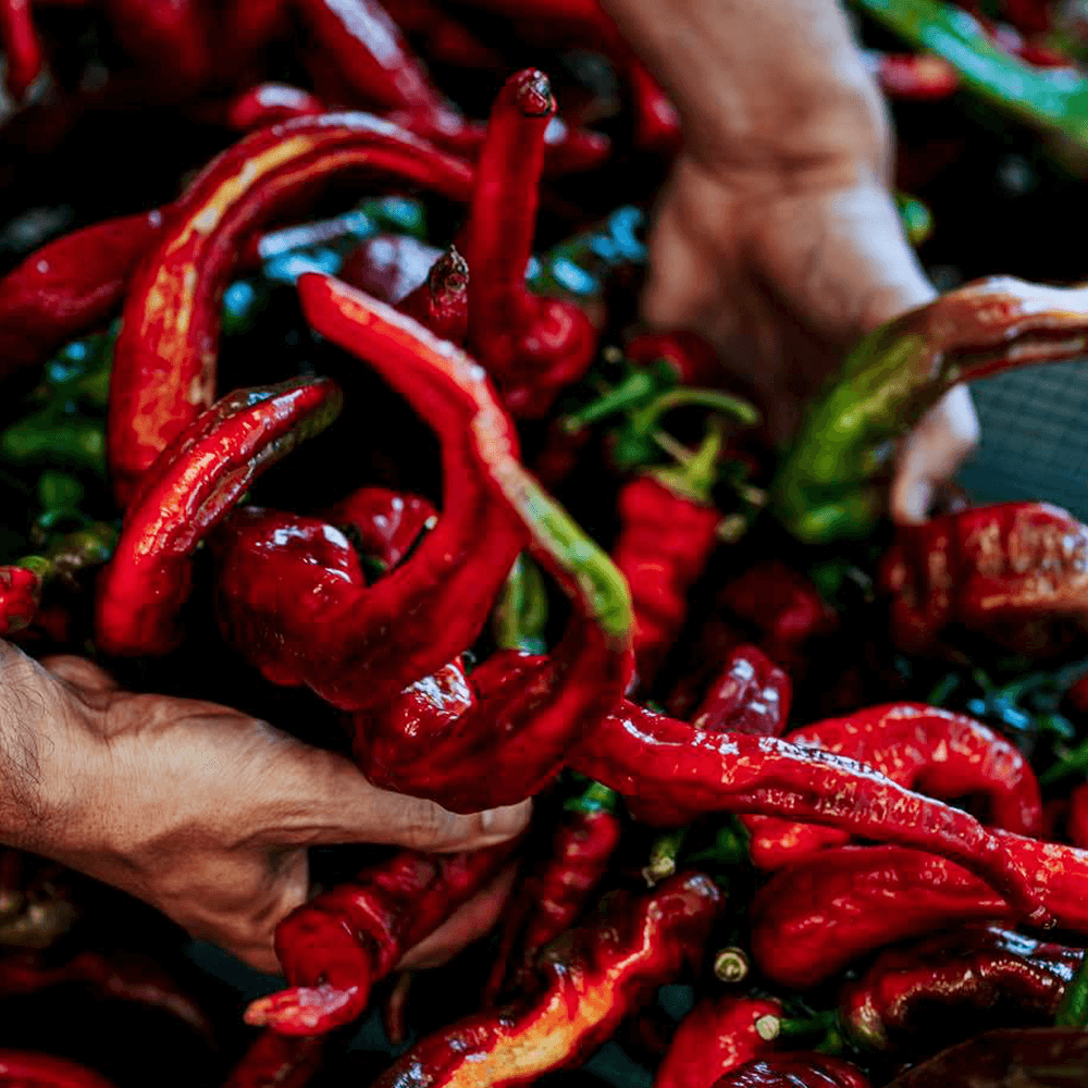 Sbam Design Fòrte – Peperoncino in olio extra vergine di oliva Vendita Economica