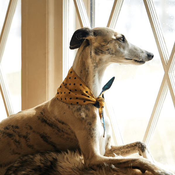Sbam Design Bandana reversibile In Linea