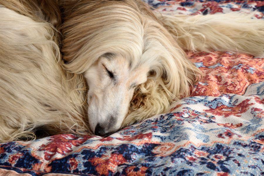 Seletti Kennel carpet PETS (R)EVOLUTION Medium Consegna Veloce
