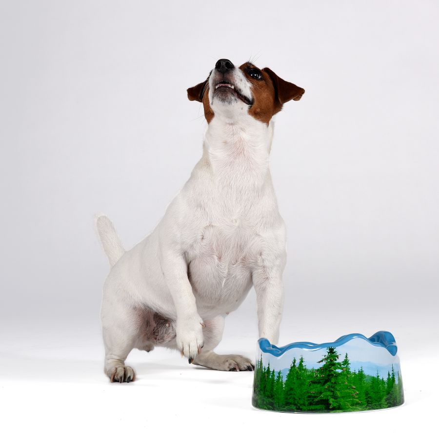 Seletti Ceramic bowl PETS (R)EVOLUTION Les Alpes Promozione temporanea