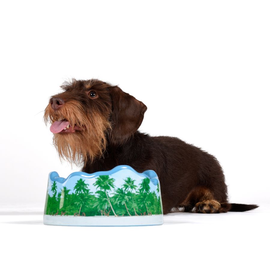 Seletti Ceramic bowl PETS (R)EVOLUTION Maldives Fino al 50% di sconto
