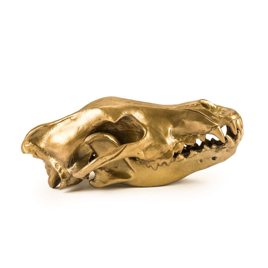 Seletti Wunderkrammer Wolf Skull 2025